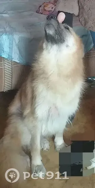 Пропала собака, Красноармейская 84А - photo