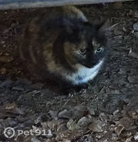 Кошка под машиной, ул. Глазкова, 9 - photo