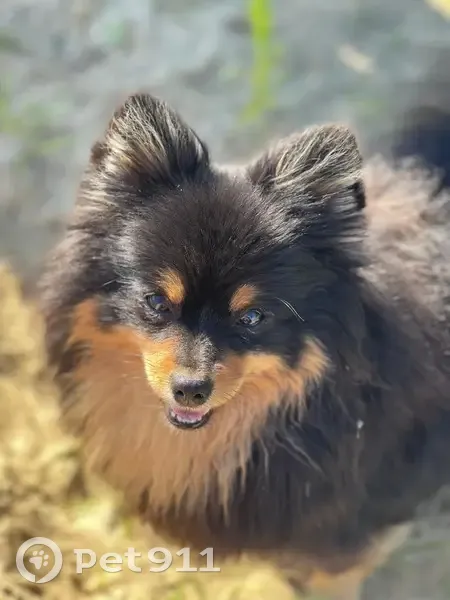 Пропала собака, Полевая ул. 1, Осеченки - photo