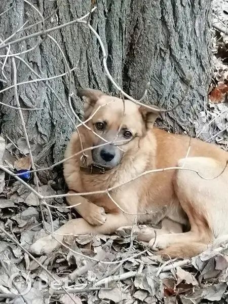 Найдена рыжая собака, Дубовская 66А, Волгоград - photo