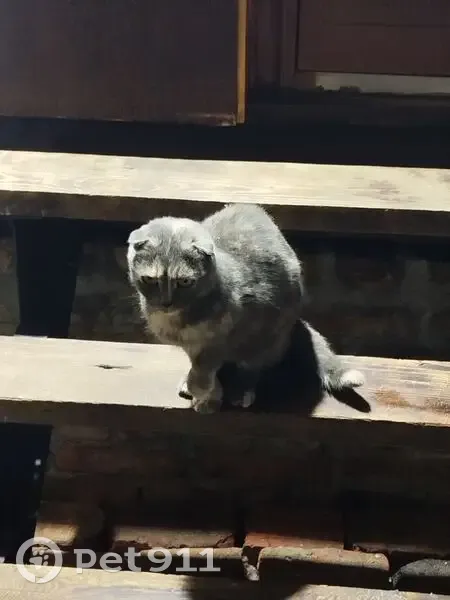 Найдена кошка, Петропавловская 22, Тамбов - photo