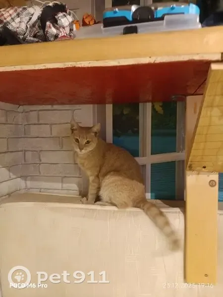 Кошка найдена: ул. П. Морозова, 4, Калининград - photo