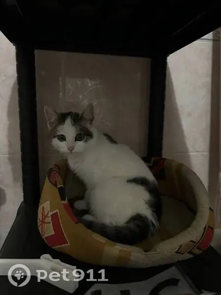 Пропала кошка, ул. Димитрова, Воронеж - photo