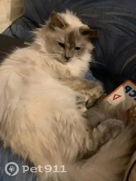 Пропала кошка, Советская 56/2, Псков - photo