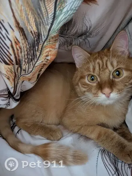 Пропала кошка на Бейвеля, 118, Челябинск - photo