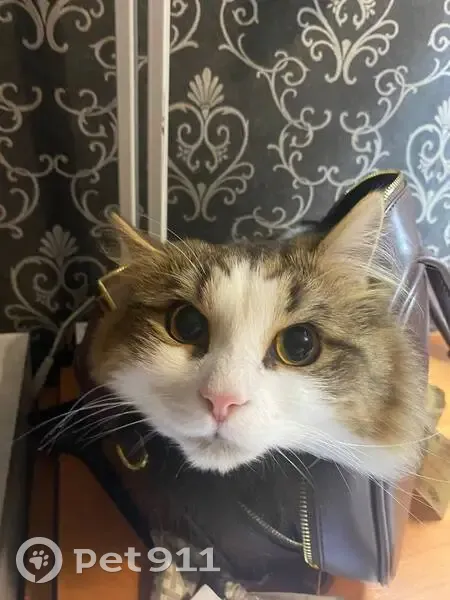 Пропала кошка, Левитана 3А, Киров - photo