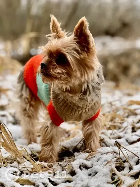 Пропала собака, 46К-1112, МО - photo