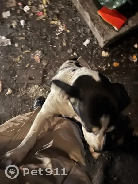 Собака найдена на Козлова, 62/148, Ростов-на-Дону - photo