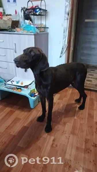 Найдена собака, Ростовское шоссе, 21 км - photo