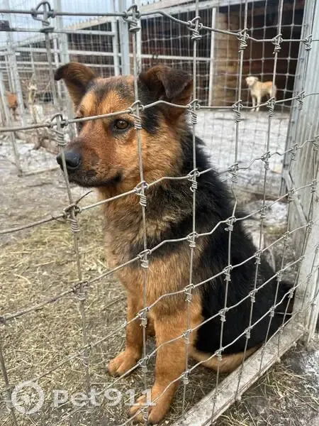 Пропала собака, ул. Красовского, 44 - photo