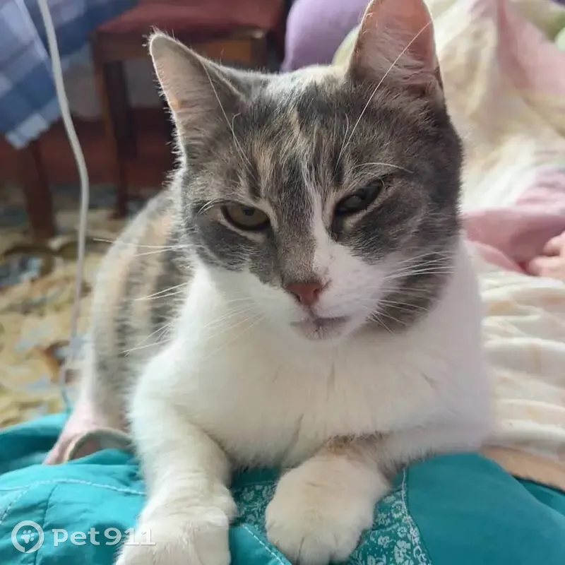 Пропала кошка, Парковая ул., 9А, Молочное - photo