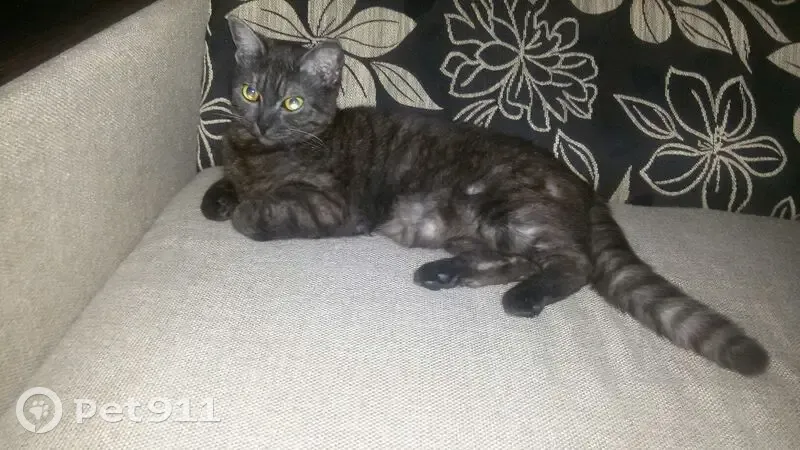 Пропала кошка, Мишкольцская ул., Вологда - photo