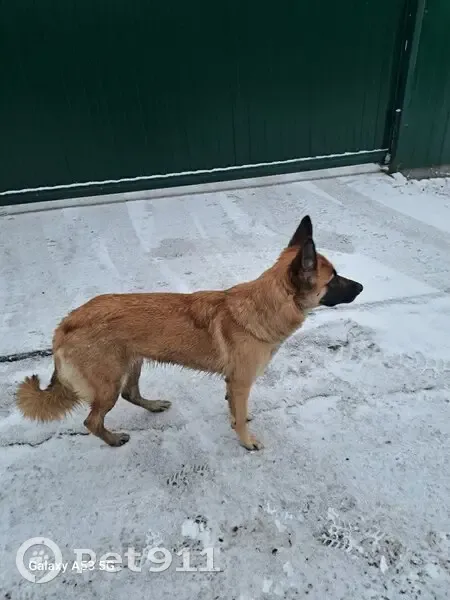 Собака найдена, Москва, Яковлевское - photo