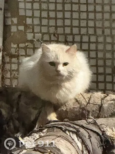 Кошка найдена, Красноармейский пр-т 25 - photo