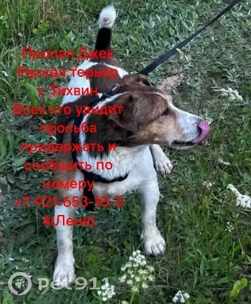 Пропала собака, Тихвин, Ленобласть - photo