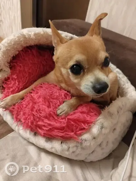 Пропала чихуахуа: 4-й Краснофлотский, 3 - photo