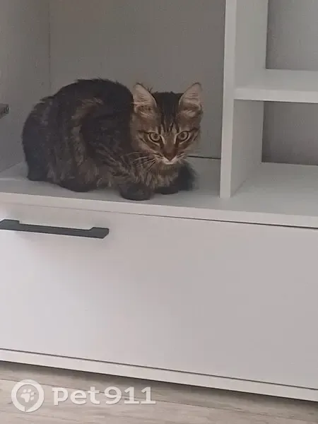 Пропала кошка, Старомасловская, 100 - photo