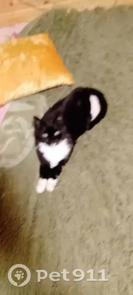 Кошка найдена, Центр. ул., 12, Савватьево - photo