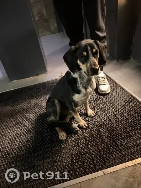 Найдена собака, ул. Снесарева 10 к1, Краснодар - photo