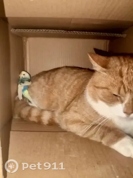 Пропала кошка в Сырково, Новгородская обл. - photo