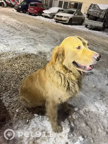 Пропала собака, Воскресенская 20, Казань - photo
