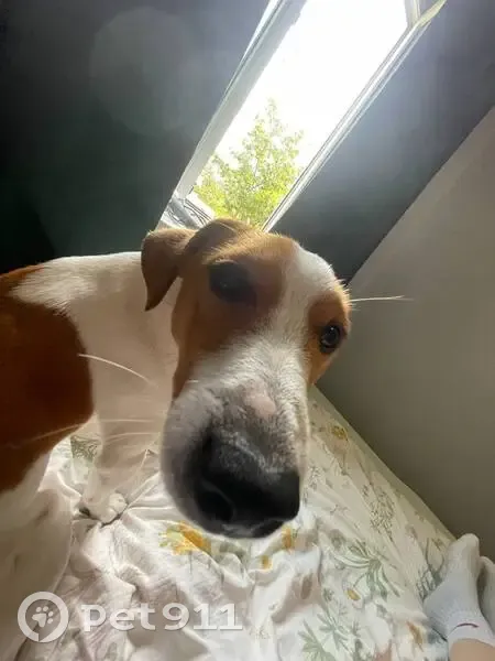 Пропала собака на Малюгиной, 286/69 - photo