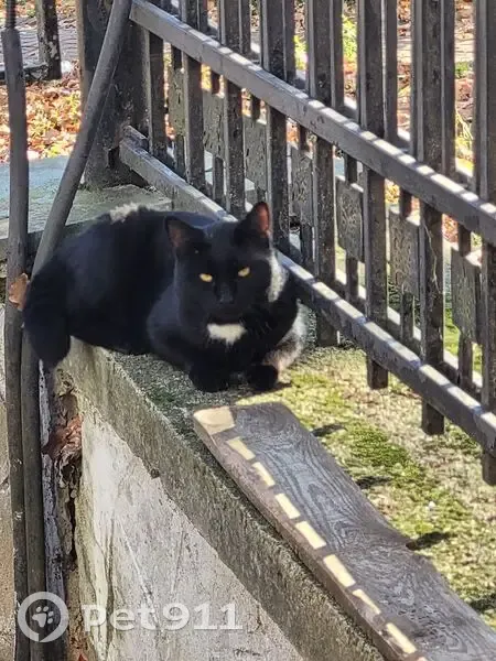 Черный кот найден: Партизанская 1В, Ставрополь - photo