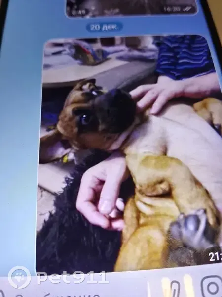 Пропала собака в Петропавловске-Камчатском - photo