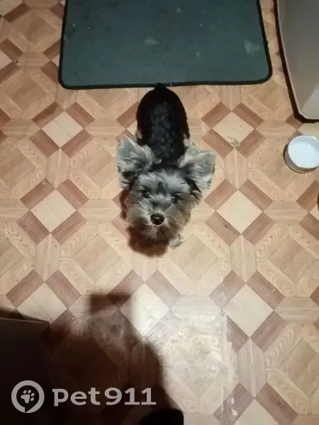 Пропала собака, ул. Петра Минакова, 8А - photo