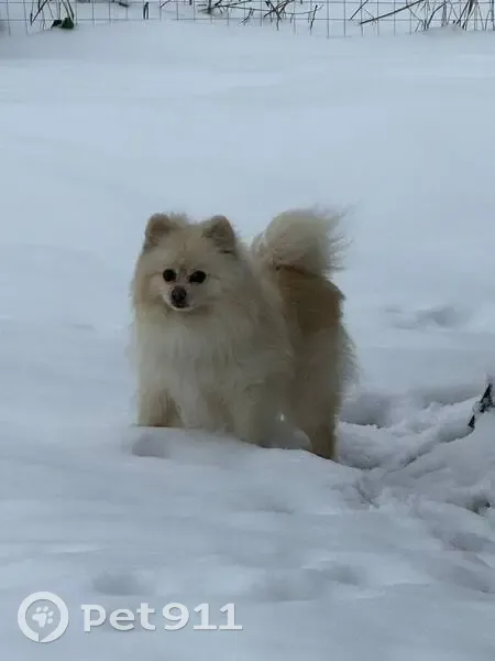 Пропала собака в Ближнем Борисово, НО - photo