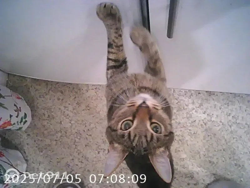 Пропала кошка, Ручейная 34, Мичуринский - photo