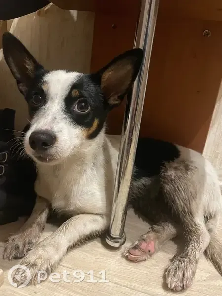 Найдена собака, Омск, 4-й Енисейский - photo