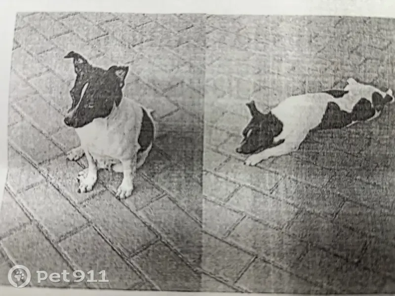 Пропала собака Джерри, Сормовская, Краснодар - photo