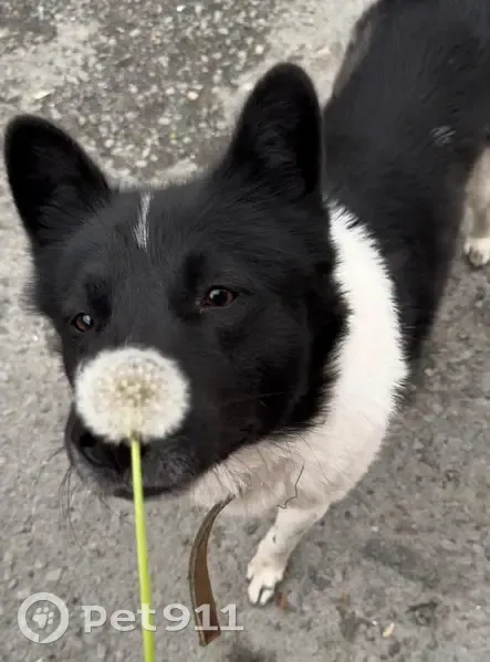 Пропала собака Бигги, Тюмень - photo