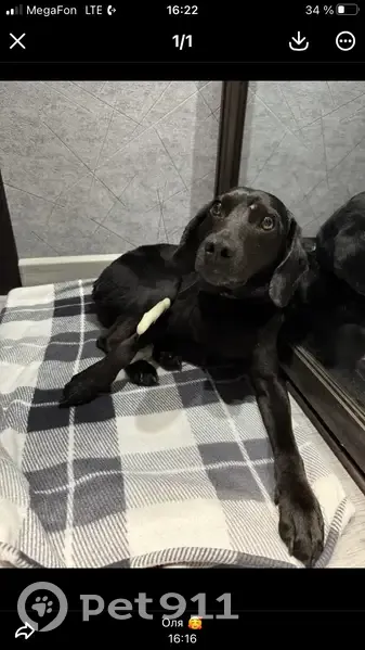 Пропала собака, Приморский край - photo