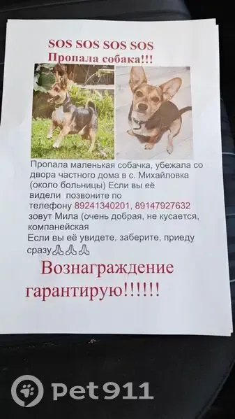 Пропала собака, Рыжая Михайловка, ПК - photo
