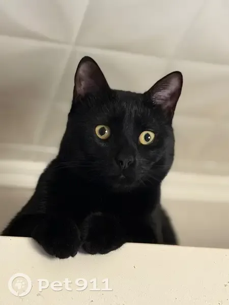 Пропала черная кошка, Аминьевское шоссе - photo