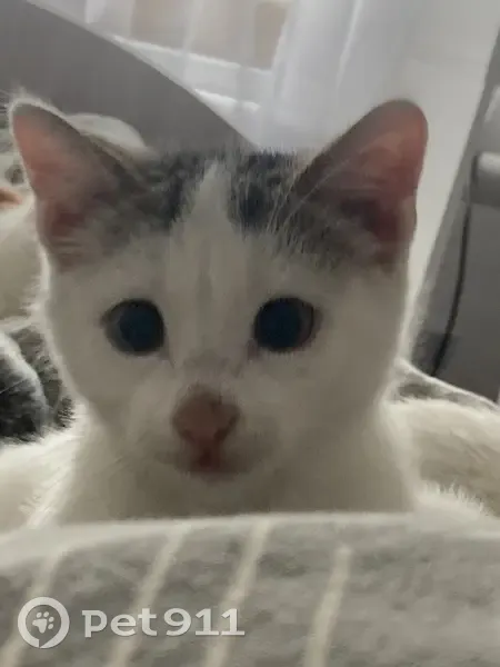 Пропали 3 кошки, Молодёжная ул., Краснотурьинск - photo