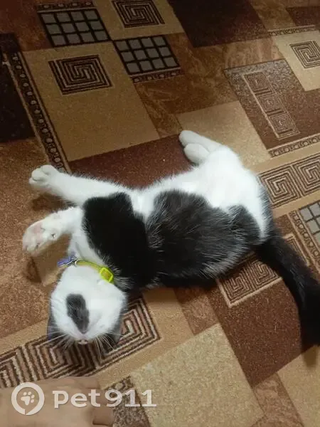 Пропал кот, Элиста, Калмыкия - photo