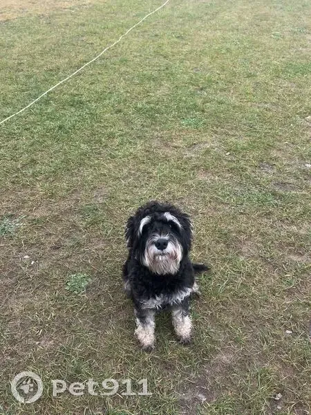 Пропала собака, Воронеж, ул. 65 лет Победы - photo