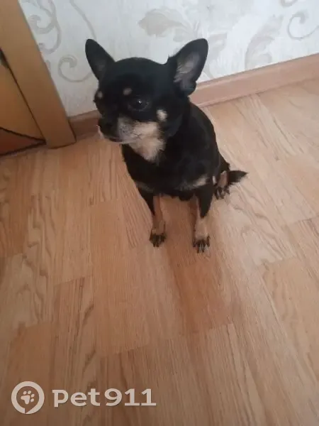 Найдена собака в Шахтах, Ростовская область - photo