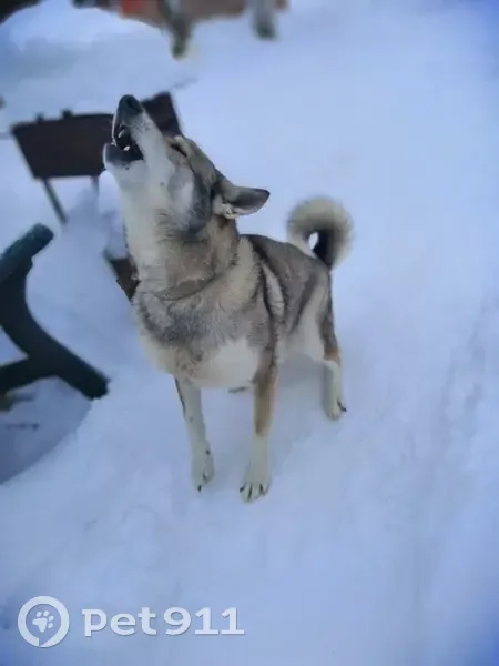 Пропала собака, переулок Заслонова, 1Б - photo