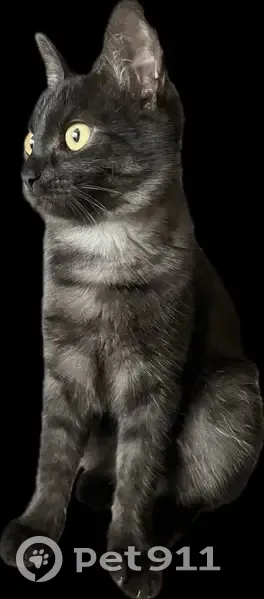 Пропала кошка Лея, ул. Школьная, 21 - photo