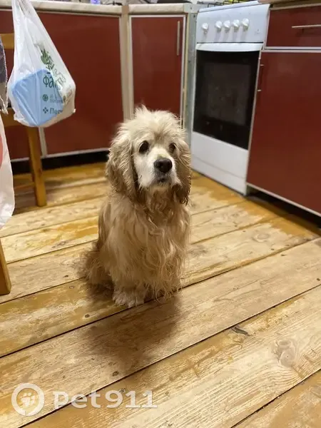 Пропала собака, Коробово, 22Н-1942 - photo