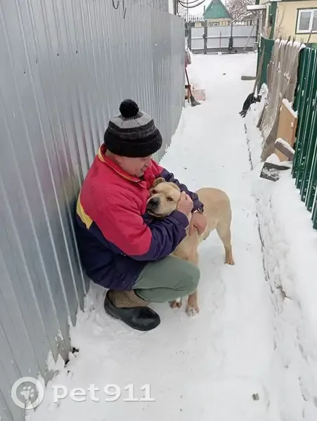 Пропала собака, Целинная 34, Карасук - photo