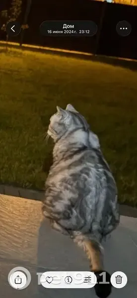 Пропал кот, ул. Верхние Поля, Калининград - photo