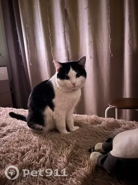 Пропал кот Филя, ул. Фрунзе, Ишим - photo