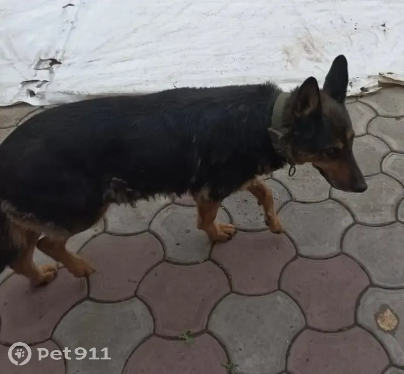 Пропала овчарка, ул. Ракитянского, Кемерово - photo