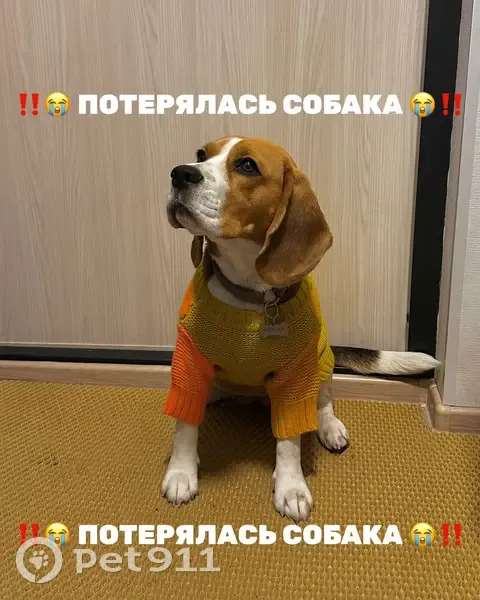 Пропала собака, ул. Жукова, СПб - photo