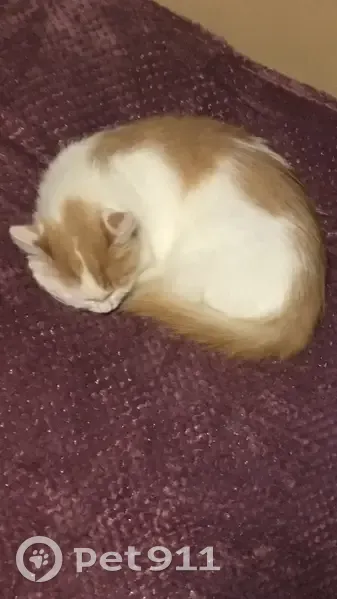 Пропала кошка, ул. Центральная, Красногорск - photo